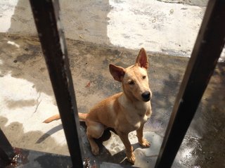 Super Lovely Small Eyed Miko 😄 - Mixed Breed Dog