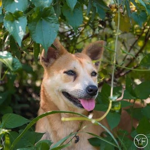 Akita Mix Dog For Adoption - 10 Years 4 Months, Murni from Petaling