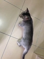 Roy - Domestic Short Hair Cat