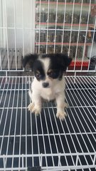 Smallsize Female Chihuahua Puppy C2 - Chihuahua Dog