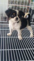 Smallsize Female Chihuahua Puppy C2 - Chihuahua Dog