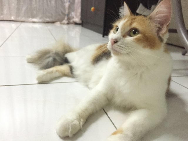 Longxyy - Calico + Domestic Medium Hair Cat