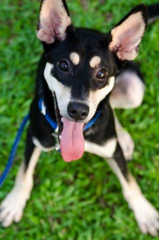 Thea - Doberman Pinscher Mix Dog