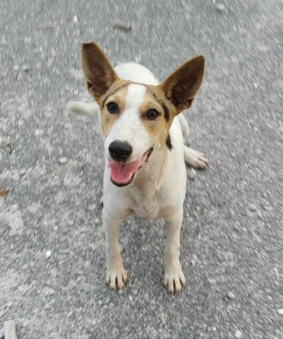 Nei Nei  - Bull Terrier Mix Dog