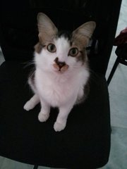Sergei - Domestic Medium Hair Cat