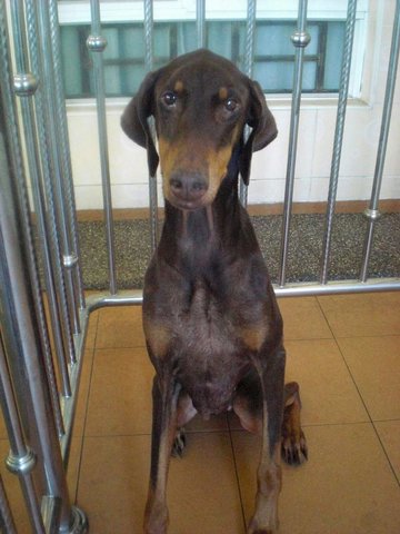 Cher - Doberman Pinscher Dog