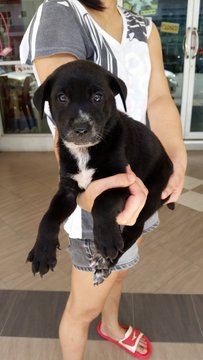 Female Puppy 5 - Mixed Breed Dog