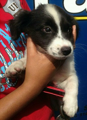 Border Collie Mix Puppy For Adoption - 8 Years 1 Month, Border Collie