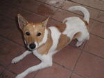 Rocky - Mixed Breed Dog