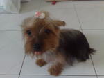 Bibi - Silky Terrier Dog