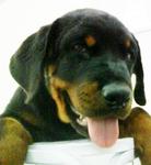 PF7492 - Rottweiler Dog