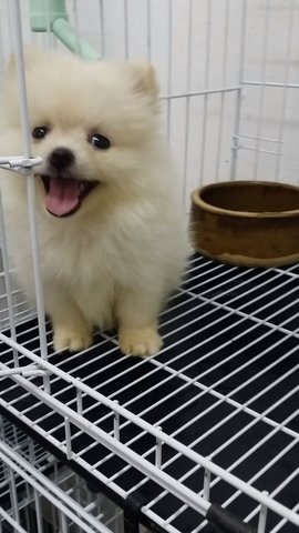 Cute2 Teacup Female Pom P32 - Pomeranian Dog