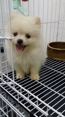 Cute2 Teacup Female Pom P32 - Pomeranian Dog