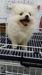 Cute2 Teacup Female Pom P32 - Pomeranian Dog