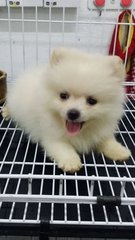 Cute2 Teacup Female Pom P32 - Pomeranian Dog