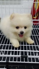 Cute2 Teacup Female Pom P32 - Pomeranian Dog