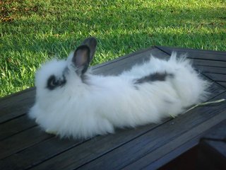 Wawa &amp; Wannie - Lionhead Rabbit