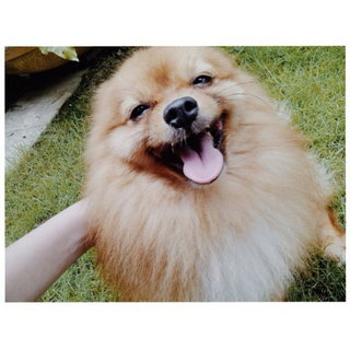 Max ( Please Read Profile ) - Pomeranian Dog