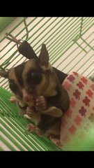 Grek  - Sugar Glider Small & Furry