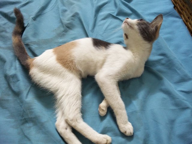 Patchie - Domestic Short Hair Cat