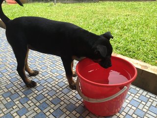 Zara - Doberman Pinscher Mix Dog