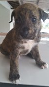 All Puppies Already Been Adopted. - Mixed Breed Dog