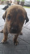 All Puppies Already Been Adopted. - Mixed Breed Dog