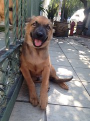 Capt. Manja - German Shepherd Dog Mix Dog