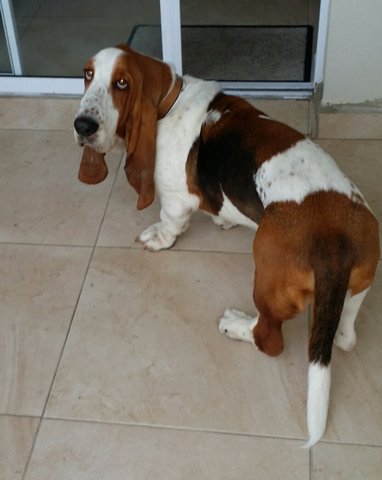 Bailey - Basset Hound Dog