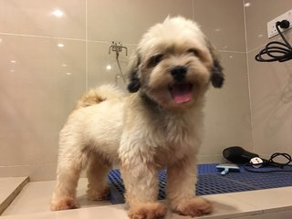 Found At Oug - Shih Tzu Mix Dog