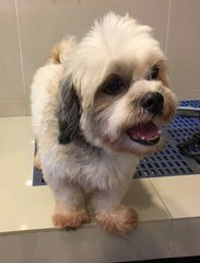 Found At Oug - Shih Tzu Mix Dog