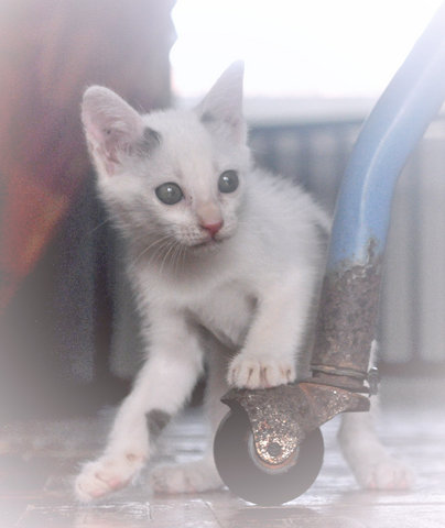 ♥ ..khaleesi.. ♥ - Domestic Short Hair + Turkish Van Cat