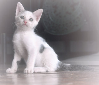 ♥ ..khaleesi.. ♥ - Domestic Short Hair + Turkish Van Cat