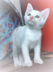 ♥ ..khaleesi.. ♥ - Domestic Short Hair + Turkish Van Cat