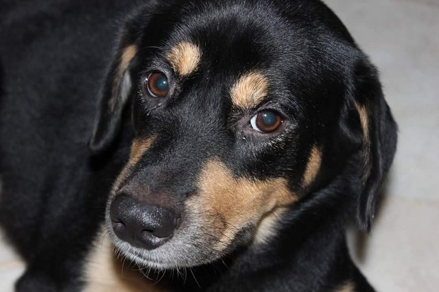 Lucky - Mixed Breed Dog