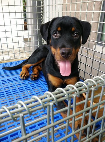 Kai - Rottweiler Dog