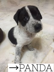 Panda - Mixed Breed Dog