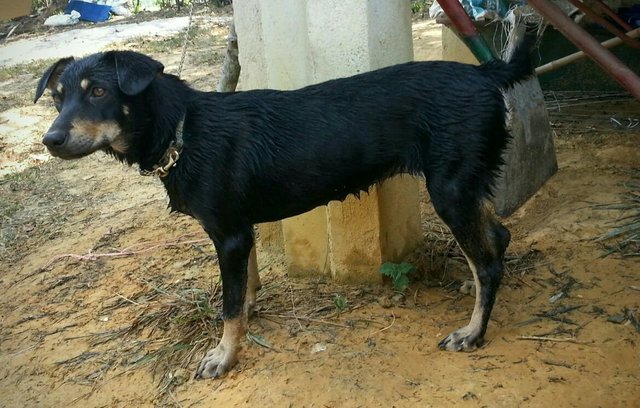 Kopi-o &amp; Milo - Mixed Breed Dog