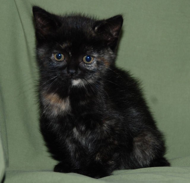 Tortoiseshell Kitten -mixed Persian - Tortoiseshell + Domestic Long Hair Cat