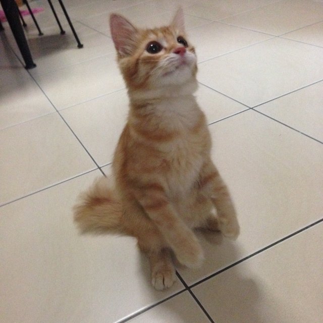 Chuweet - Domestic Long Hair Cat