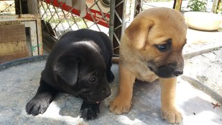 10 Pups - Mixed Breed Dog