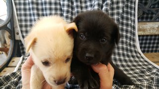 10 Pups - Mixed Breed Dog