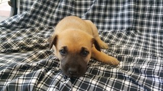 10 Pups - Mixed Breed Dog