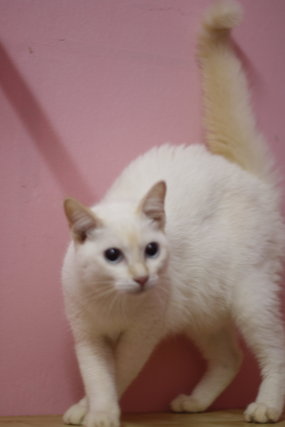 Snowy - Balinese + Domestic Short Hair Cat