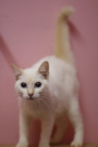 Snowy - Balinese + Domestic Short Hair Cat