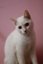 Snowy - Balinese + Domestic Short Hair Cat