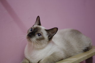 Berry - Siamese + Domestic Short Hair Cat