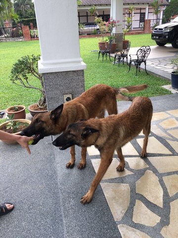 Duke - Belgian Shepherd Malinois Dog