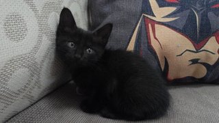 Shadow - Domestic Short Hair Cat