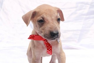 Miar Rescued Pups - Mixed Breed Dog